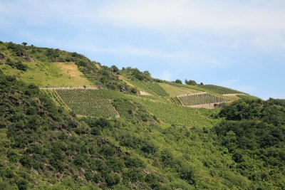 Terraced Vineyards