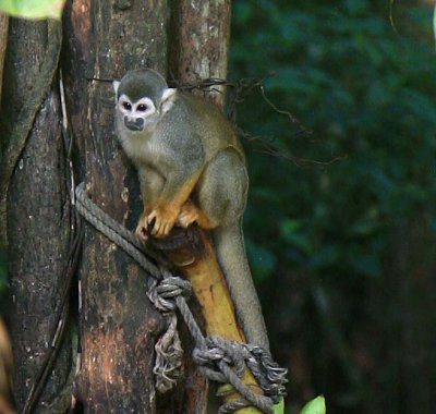 Squirrel Monkey