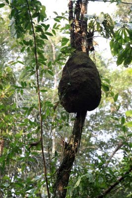 Termite Nest