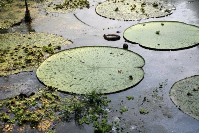 Lily Pads