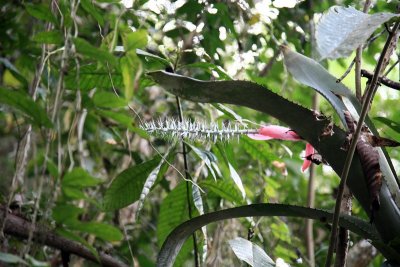 Bromeliad