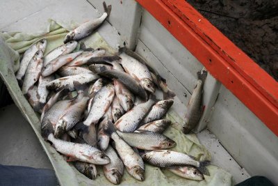 Boca Chico - Small-Mouth Sucker Fish