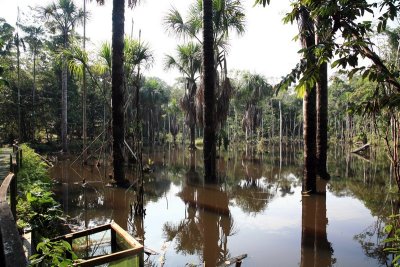 Flooded Forests