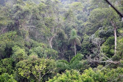 Looking Down Onto the Jungle