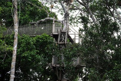 Tree Platform