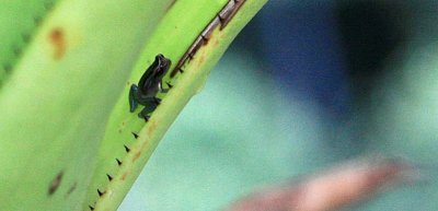 Baby Poison Dart Frog - Cropped Image