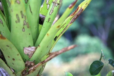 Baby Poison Dart Frog