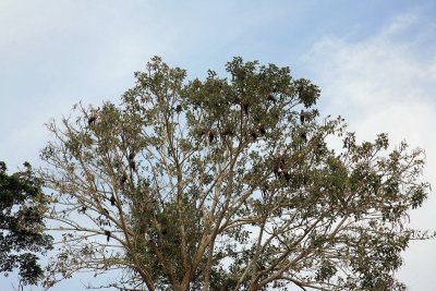 Hoatzins in Tree