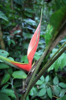 Heliconia