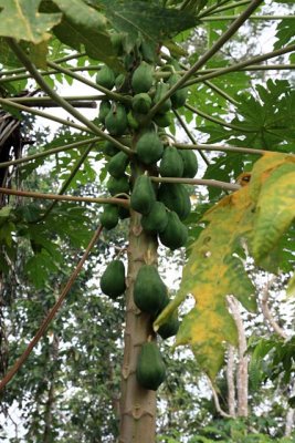 Yucca Fruit