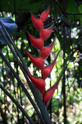 Heliconia