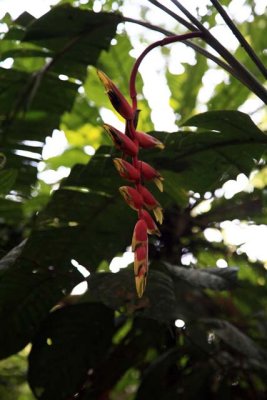 Heliconia