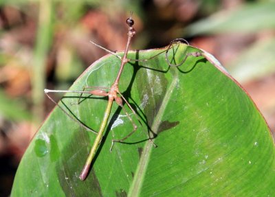 Walking Stick Insect