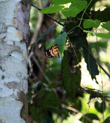 Monarch Butterfly