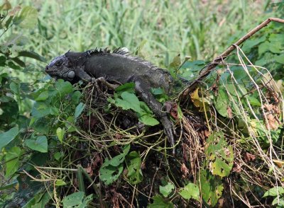 Iguana