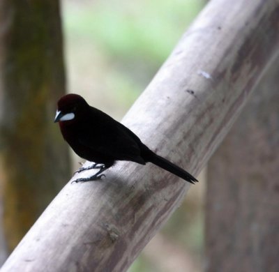 Silver Beaked Tanager