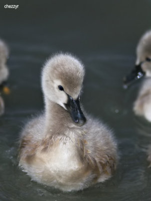 8443-cygnet