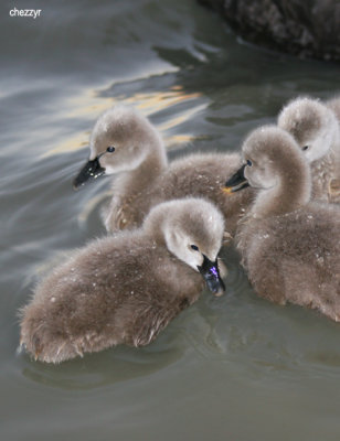 8446-cygnets