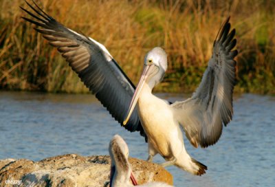 8380-pelican
