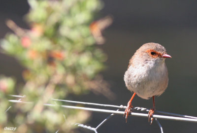 8083-wren