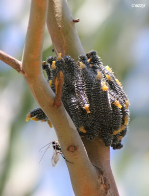 8007-you-yangs-grubs
