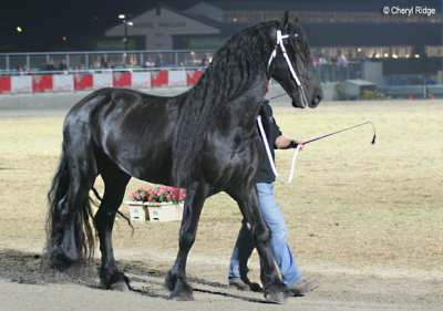 9422- friesian horse