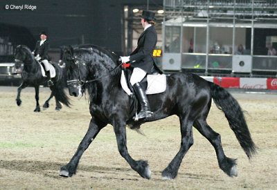 9443- friesian horses