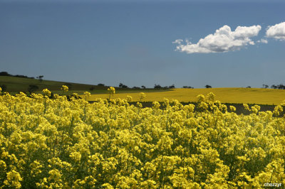 9865-canola