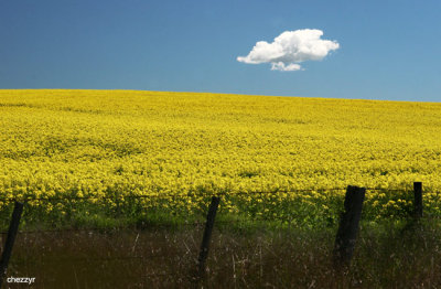 9880-canola
