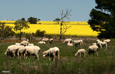 9885-canola-sheep