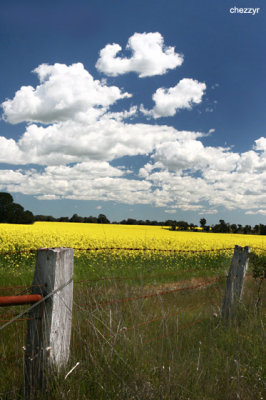 9913-canola