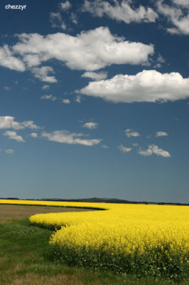 9928-canola