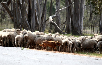 9988- working sheepdog, road to Nhill