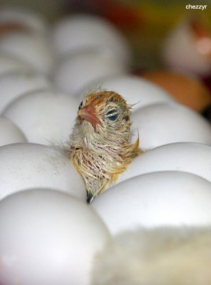0277- hatching chicken