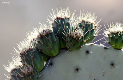 0139- cactus at Walpeup