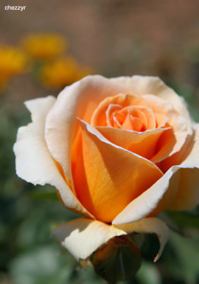 0580- rose in renmark - ruston's roses - rose garden