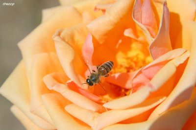 0600- rose and bee