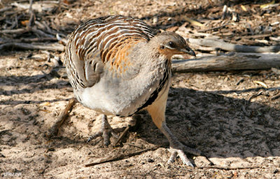 9958-malleefowl