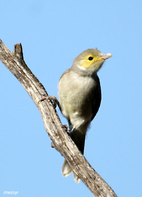 0123-young-honeyeater