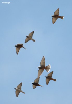 0116-woodswallows