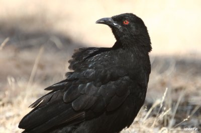 0169- white winged chough