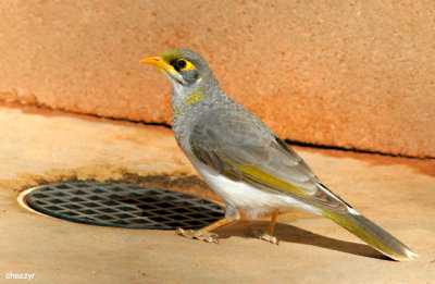 0179-yellowthroated-miner