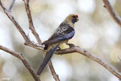 0603-yellow-rosella