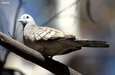 0242-peaceful-dove