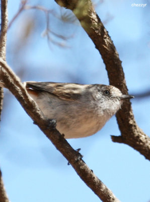 0303- chestnut rumped thornbill