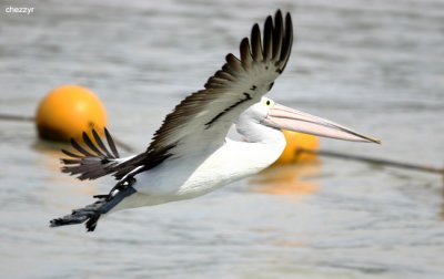 0541-pelican- near Lake Victoria