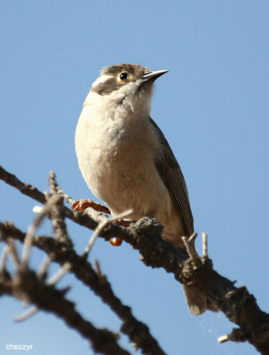 0622- brown headed honeyeater