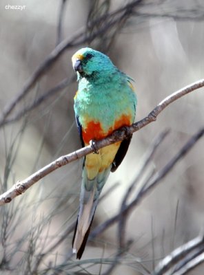 0656-mulga-parrot-male