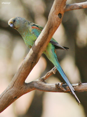 0682-mulga-parrot-female