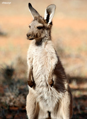 0401-joey (young kangaroo)